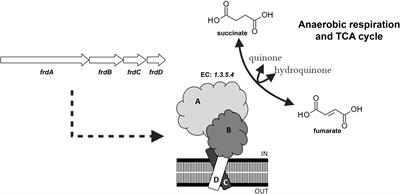 Mycobacterium tuberculosis and M. bovis <mark class="highlighted">BCG Moreau</mark> Fumarate Reductase Operons Produce Different Polypeptides That May Be Related to Non-canonical Functions